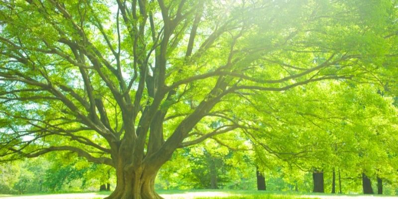 Read the Blog. This ministry is based on Psalm 1:2-3. I think it best describes how we thrive in Christ. To thrive means to grow well or vigorously. “He shall be like a tree…that produces its fruit…”.